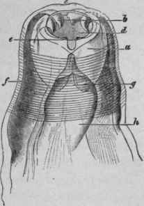Cephalic End of Anchylostoma Duodenale