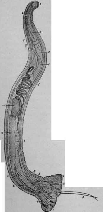 Male of Anchylostoma Duodenale