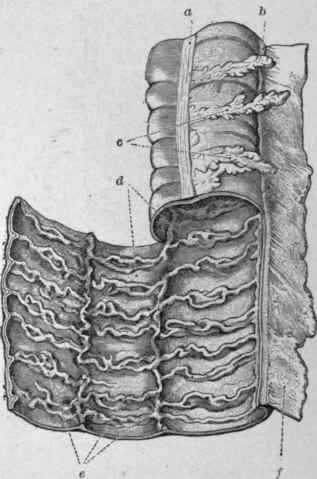 The Large Bowel Partly Opened along the Mesentery (Toldt)