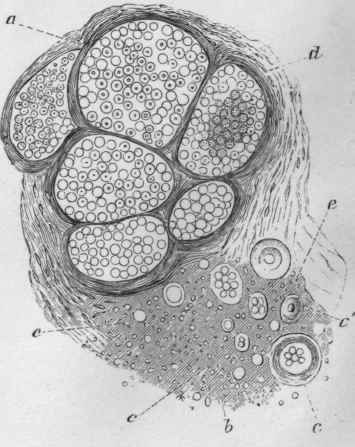 fibrous sheath in progress of development