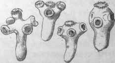 A single head of taenia solium before segmentation has begun.
