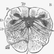 Anatomical Introduction 333