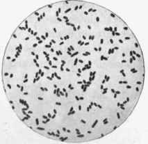 Bacillus coli communis, x about 1000.