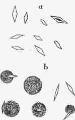 Charcot's crystals from the blood in leuksemia after death.