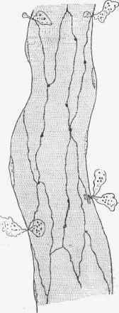 Diagram showing emigration of leucocytes in a capillary vessel.