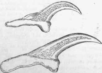 Hooks from head of cysticercus cellulosae. x 350.
