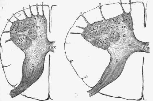 Sections of spinal cord from middle of lumbar and cervical enlargements.