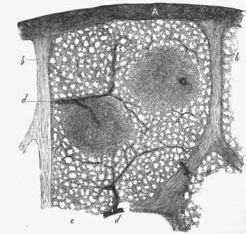 Structure of spleen. A, capsule; 6, trabecular; c, c, Malpighian bodies.