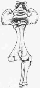 Synipus.
