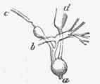 The globular body, or Mellis's body and its connections.