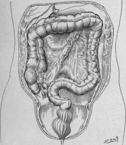 Fig. 58. Diagram of normal large intestine.