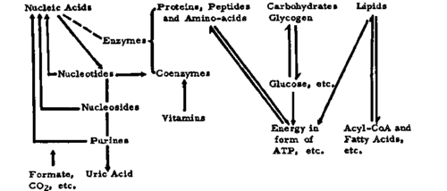 Catabolic and anabolic pathways
