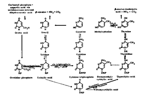 Pyrimidine Transformations