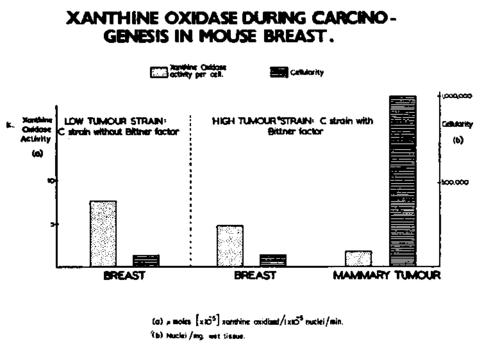 Xanthine oxidase during carcinogenesis in mouse breast
