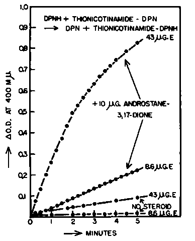 Hydrogen transfer from DPNH to the thionicotinamide