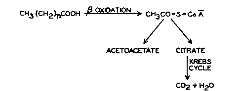 Krebs citric acid cycle