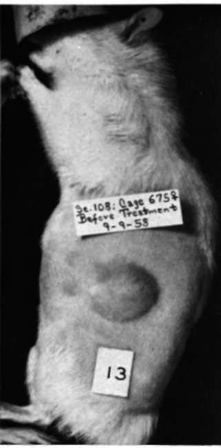 Mammary cancer induced by a single feeding of DMBA
