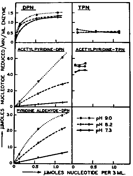 Rate of oxidation of estradiol