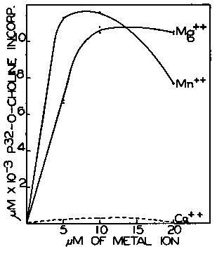 The conditions of the enzyme