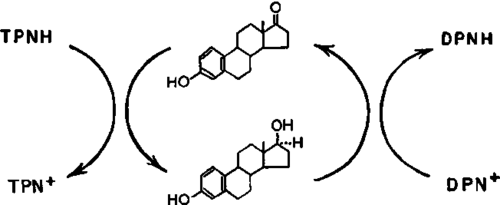 hydrogen transfer from TPNH to DPN+