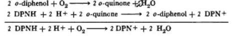 phenolases when incubated with catalytic quantities
