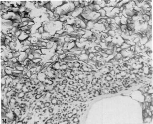Gelatin sponge matrix culture of submandibular gland