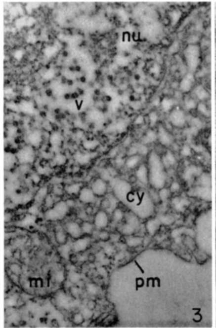 Portion of cell of polyoma tumor showing viruses