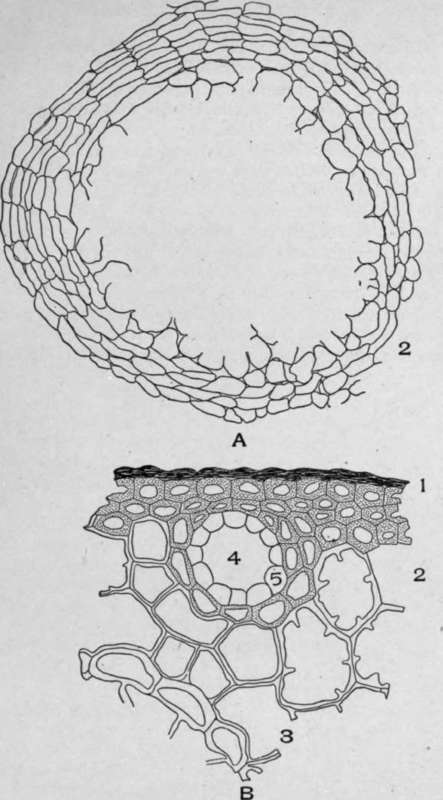 A, Cross section of bitter orange peel (Citrus aurantium, amara, L.).