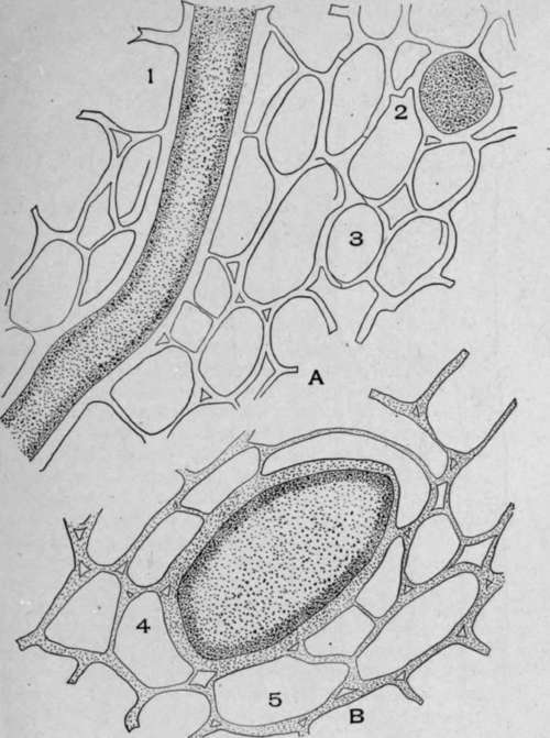 A. Cross section of black Indian hemp.