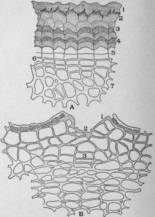 A. Cross section of buchu stem (Barosma betulina [Berg.], Barth. and Wendl.).