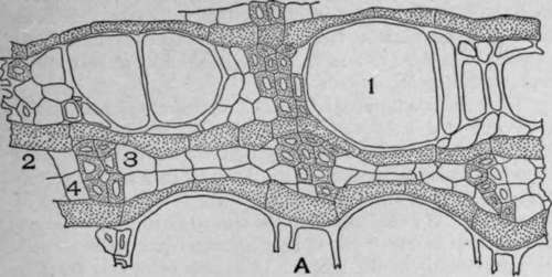 A. Cross section of kava kava root {Piper methysticum, Forst., f.).