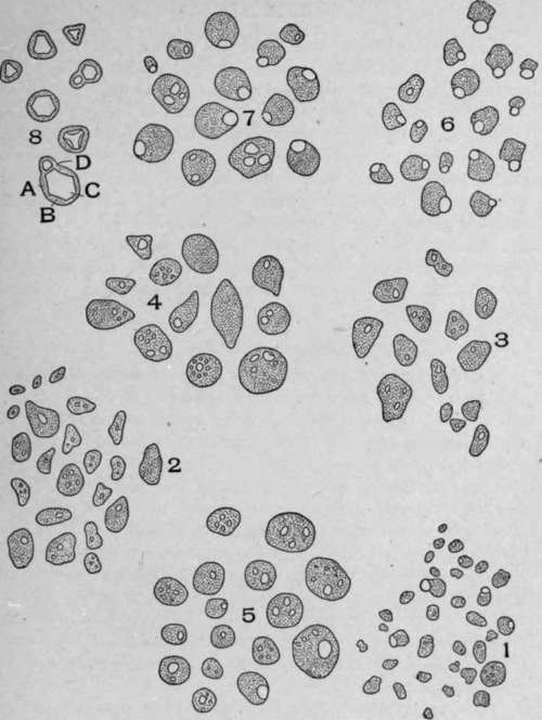 Aleurone Grains.