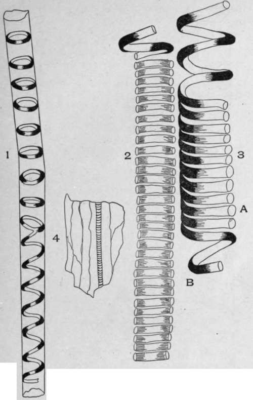 Annular and Spiral Vessels.
