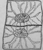 Changes In A Cell Undergoing Division HistologyOfMedicinalPlants 65