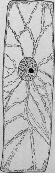 Changes In A Cell Undergoing Division HistologyOfMedicinalPlants 66
