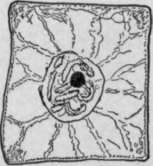Changes In A Cell Undergoing Division HistologyOfMedicinalPlants 58