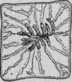 Changes In A Cell Undergoing Division HistologyOfMedicinalPlants 60