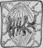 Changes In A Cell Undergoing Division HistologyOfMedicinalPlants 61
