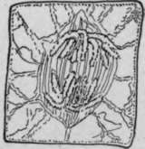 Changes In A Cell Undergoing Division HistologyOfMedicinalPlants 62