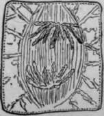 Changes In A Cell Undergoing Division HistologyOfMedicinalPlants 63