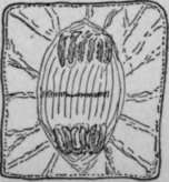 Changes In A Cell Undergoing Division HistologyOfMedicinalPlants 64