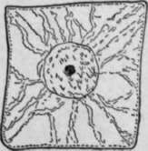 Changes In A Cell Undergoing Division HistologyOfMedicinalPlants 57