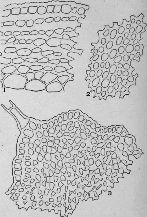 Collenchyma Cells.