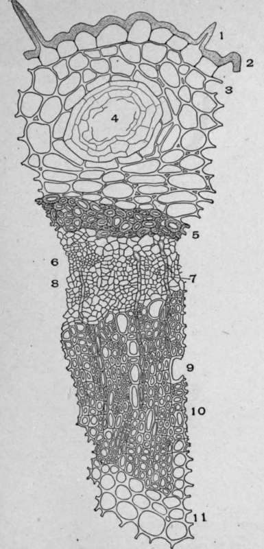 Cross Section of Buchu Stems (Barosma betulina [Berg.], Barth. and Wendl.).