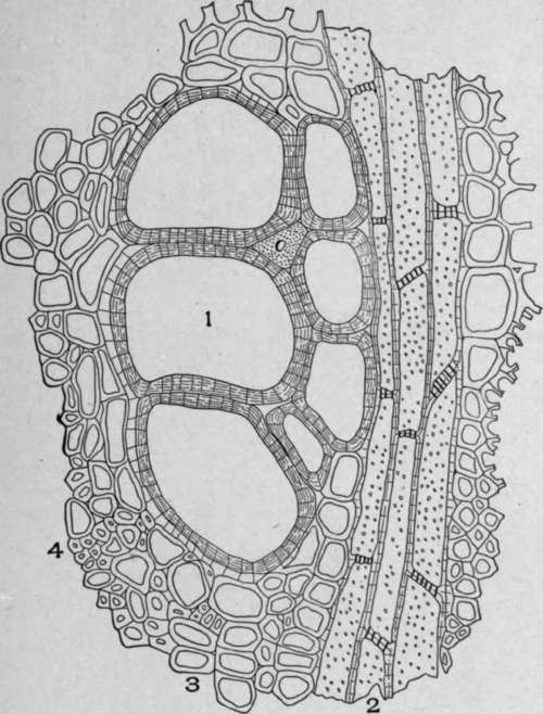 Cross Section of Quassia Wood (Purana excelsa [Sw.], LIndl.).