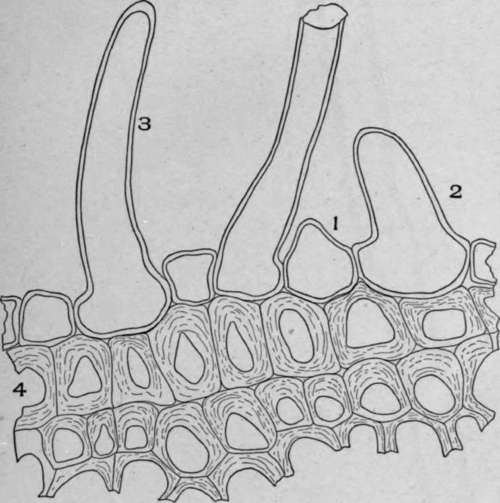 Cross Section of Sarsaparilla Root (Smilax officinalis, Kunth).