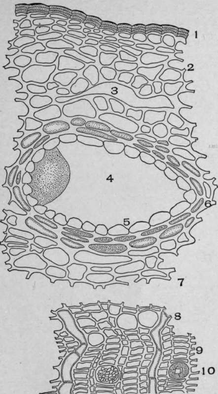Cross Section of Unrossed White Pine Bark (Pinus strobus, L.).