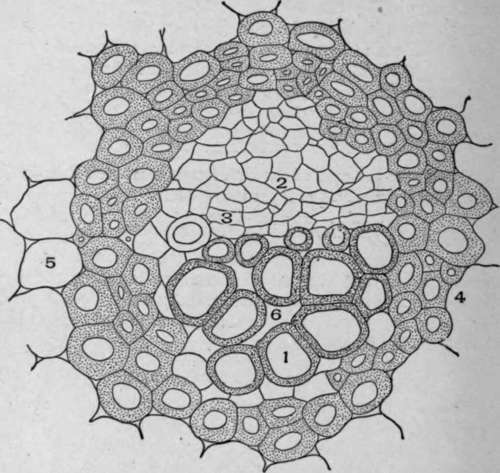 Cross Section of a Closed Collateral Bundle of Mandrake Stem.