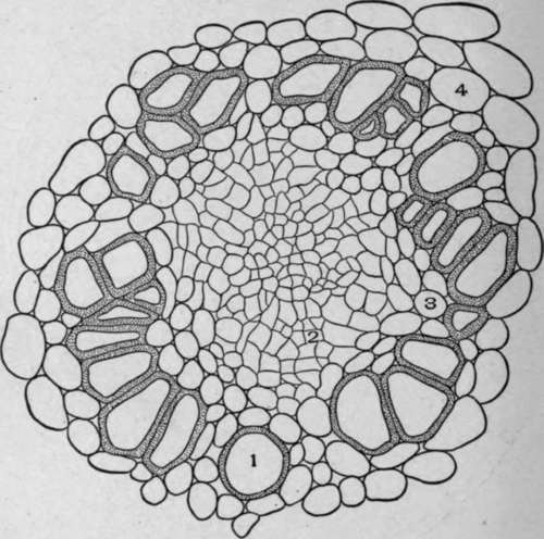 Cross Section of a Phloem Centric Bundle of Calamus.