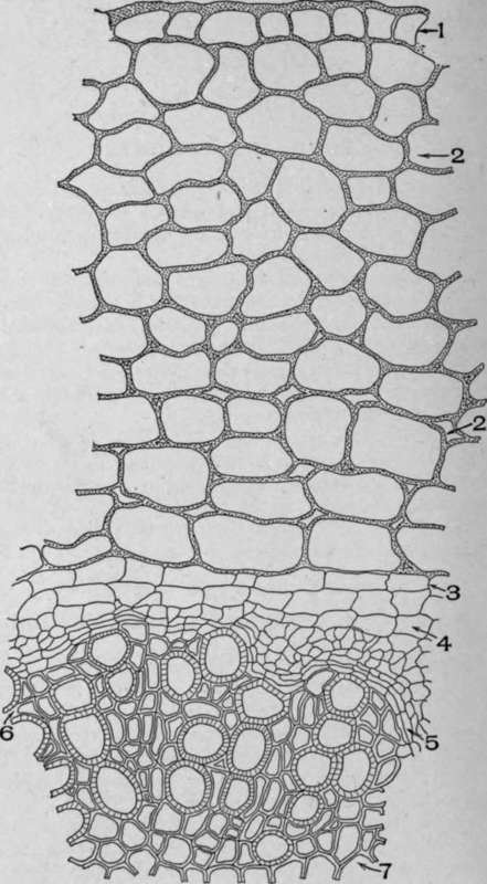 Cross section of Root of Spigelia marytandica, L.